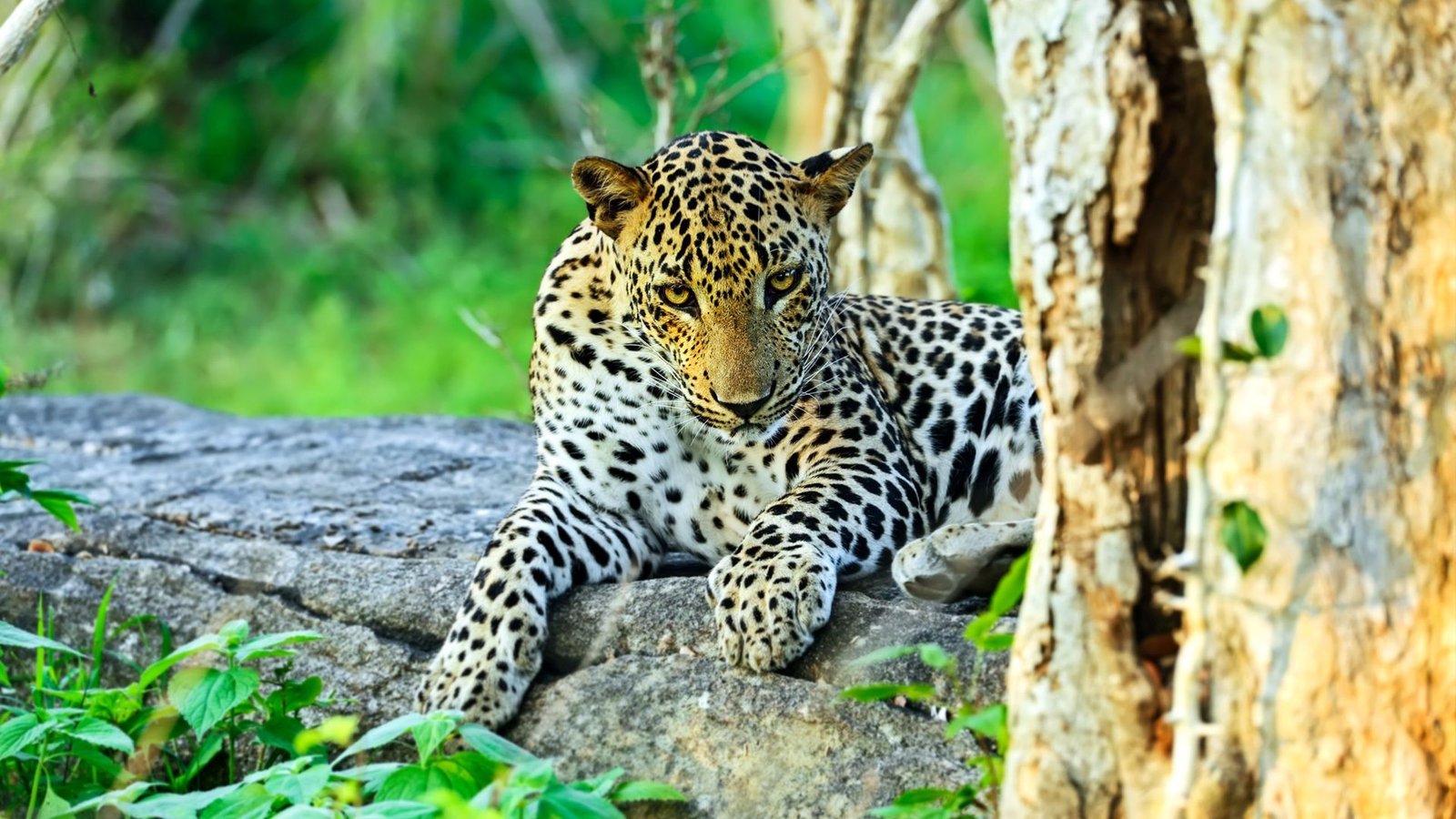 Sri Lanka 3 Day Explorer Tour